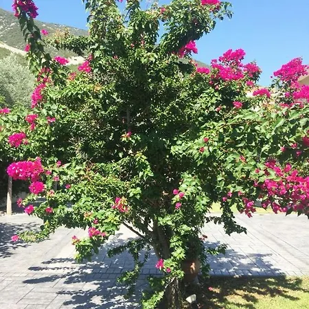 Epidavros Land Christina Country house Epidaurus